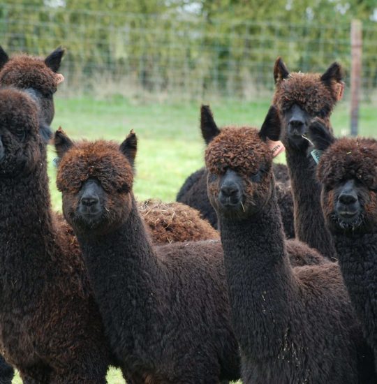 Favourite Used- Weanling heads - profile pic